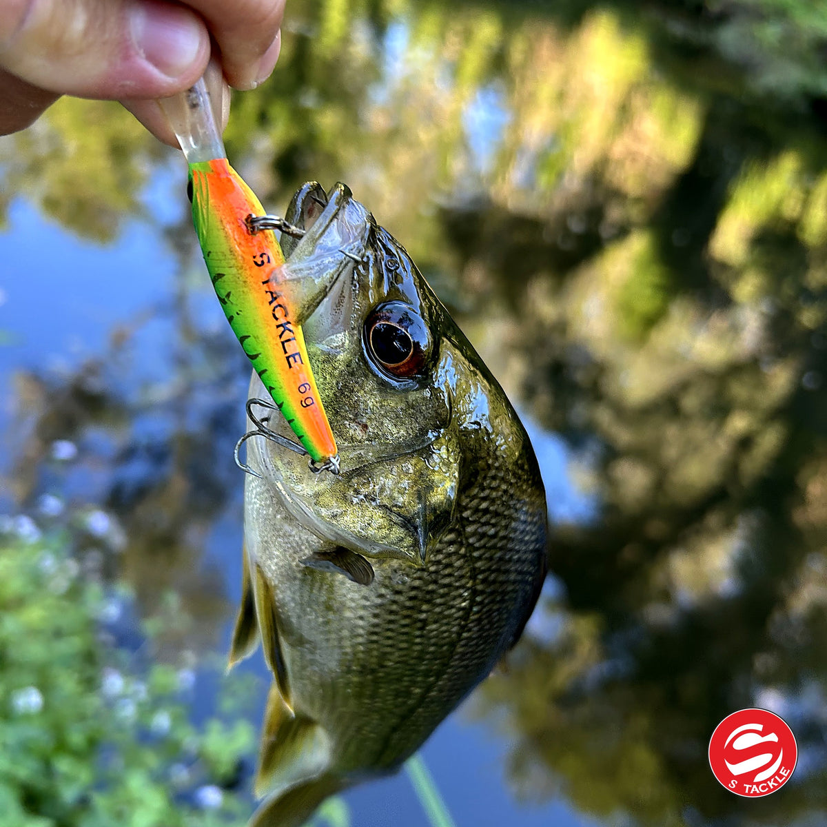 Bass caught on the S Tackle Shake and Dance in Bright Blast