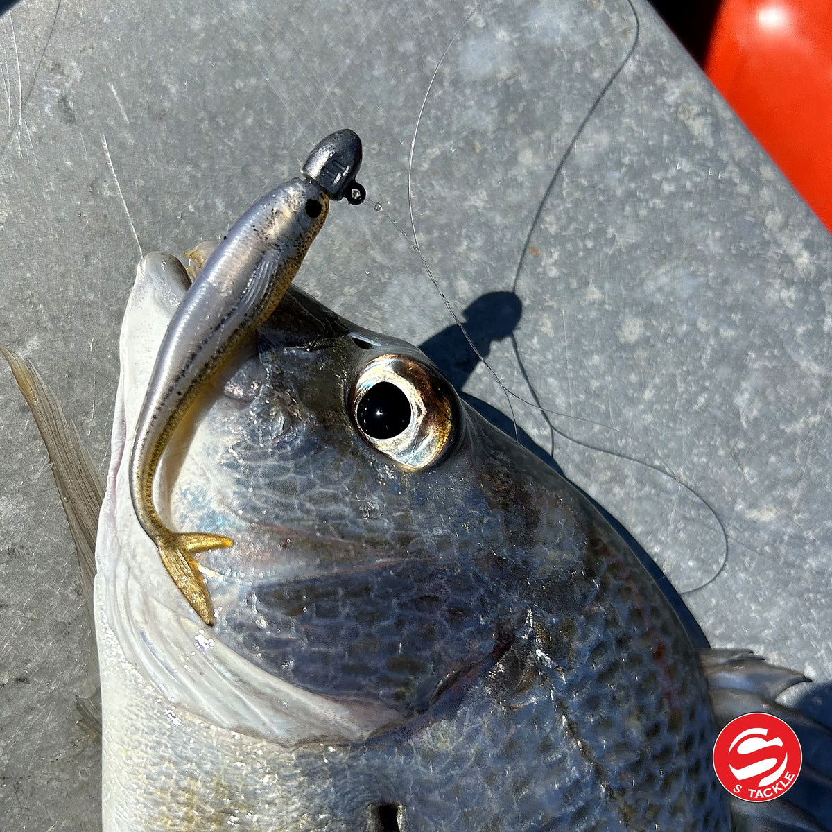 Bream caught on the S Tackle Fish Tail Minnow in Garfish