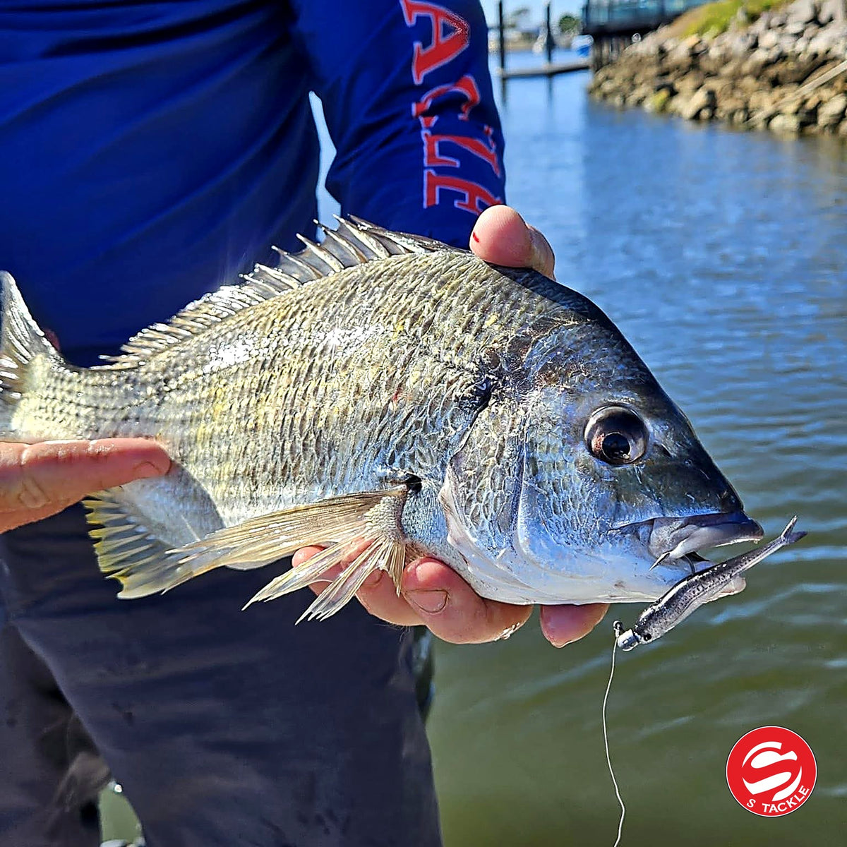Bream caught on the S Tackle Fish Tail Minnow in Garfish
