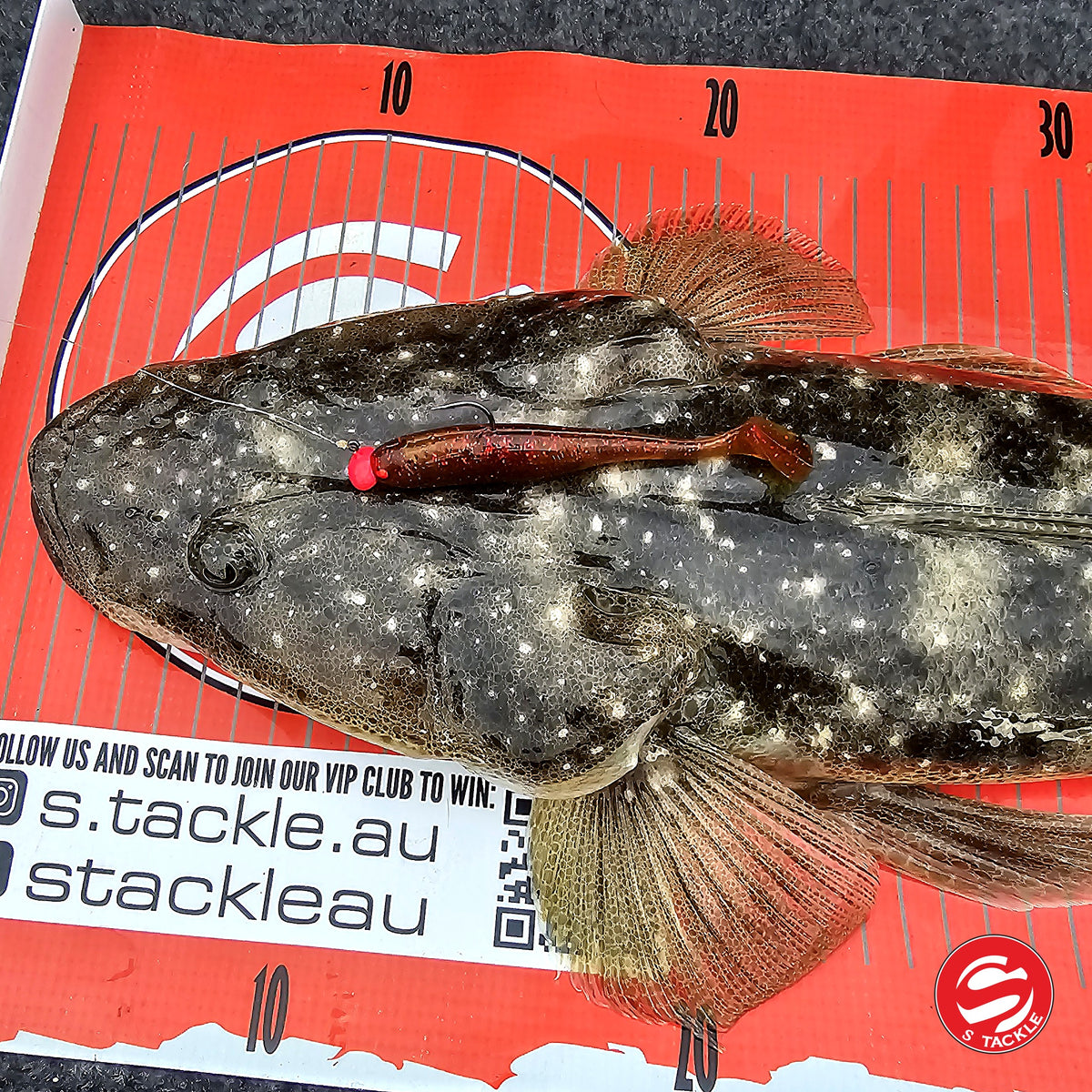 Flathead caught on the S Tackle Rattle Minnow in Light Red Oil