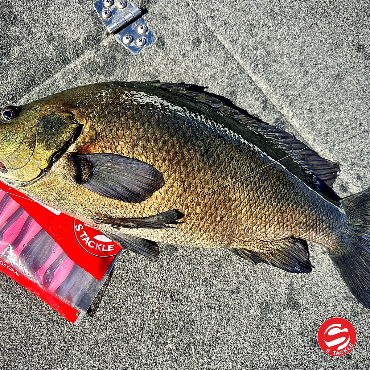 Golden perch caught on the S Tackle Pad Tail Slim in Pink Flasher