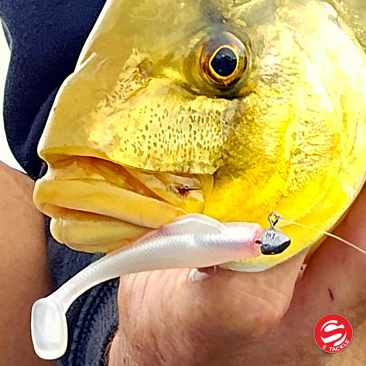 Golden trevally caught on the S Tackle Pad Tail Slim