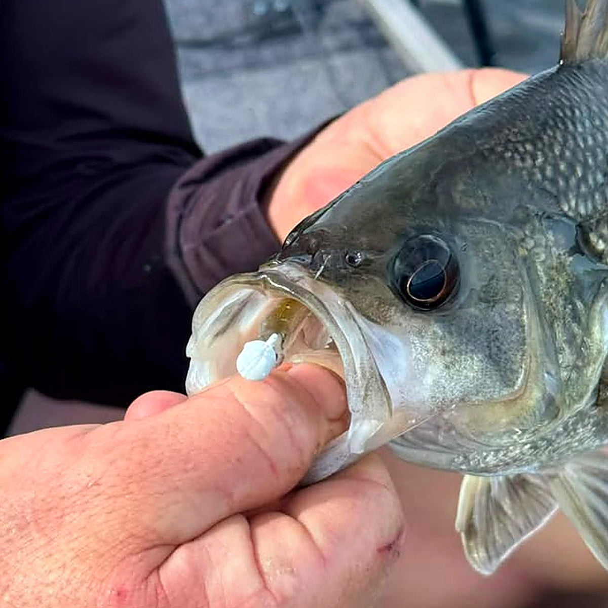 Bass caught on an S Tackle Glow Strike White mushroom jig head