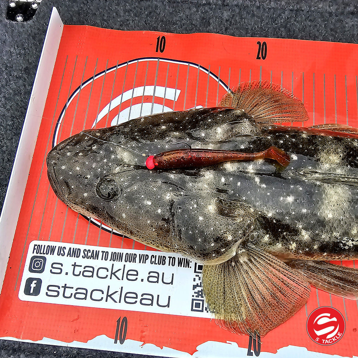 Flathead on the S Tackle brag mat