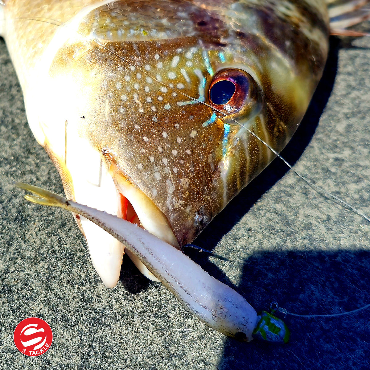 Grass emperor caught on the S Tackle Fish Tail Minnow 2.5 inch in White Bait