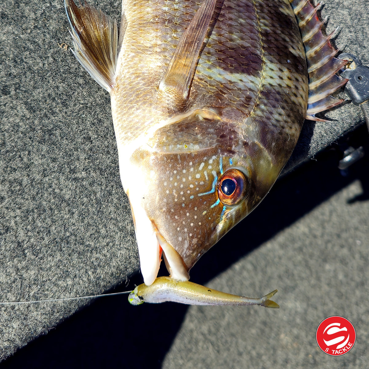 Grass emperor caught on the S Tackle Fish Tail Minnow 2.5 inch in White Bait
