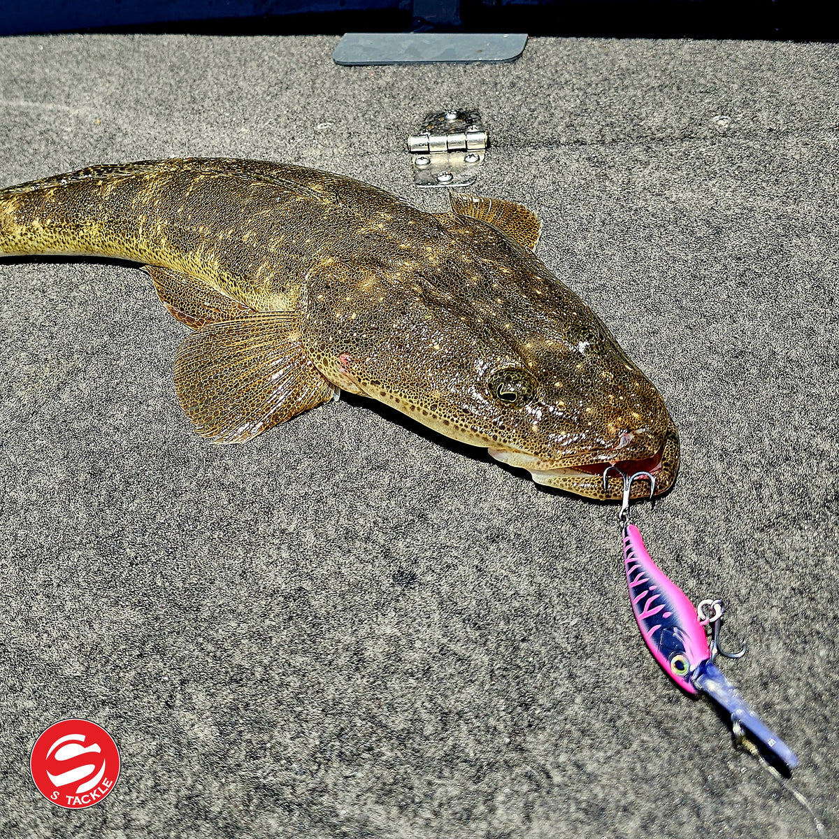 Flathead caught on the S Tackle Shake and Dance in Ambassador