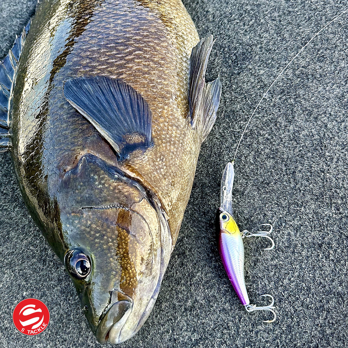 Fish caught on the S Tackle Shake and Dance in Purplina