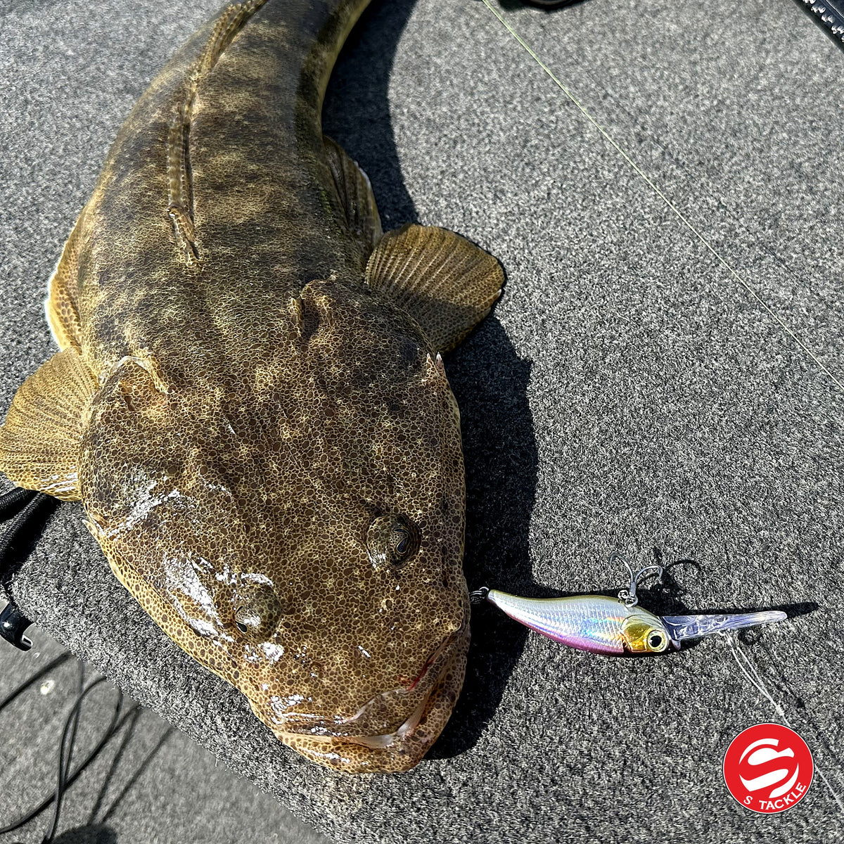Flathead caught on the S Tackle Shake and Dance in Purplina