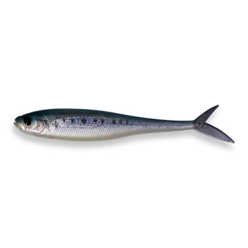 Pilchard