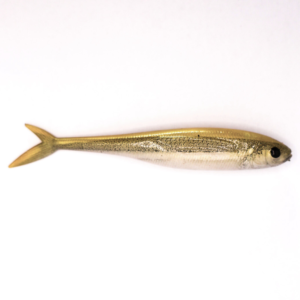 White Bait fish tail minnow