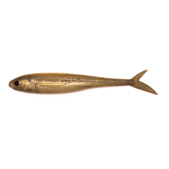 white bait fish tail minnow